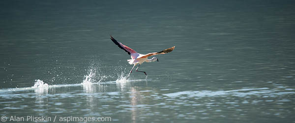 In a lake in Torres del Paine, Chile the pink Flamingos were enjoying a nice sunny day.  In order to take flight the Flamingos have to run on water to get up enough speed to take off.