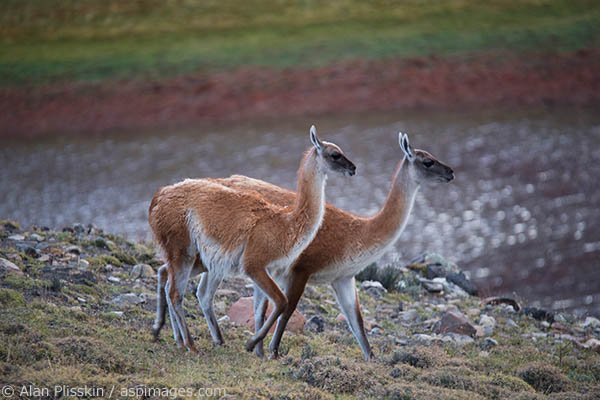 The Guanacos were plentiful in Torres del Paine.  Here a couple of guanacos are being vigilant as they leave a dried up watering hole.