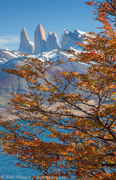 Most of the fall colors when we were there were at a higher elevation than we traveled at.  However, once in a while I was able to take advantage of their beauty.