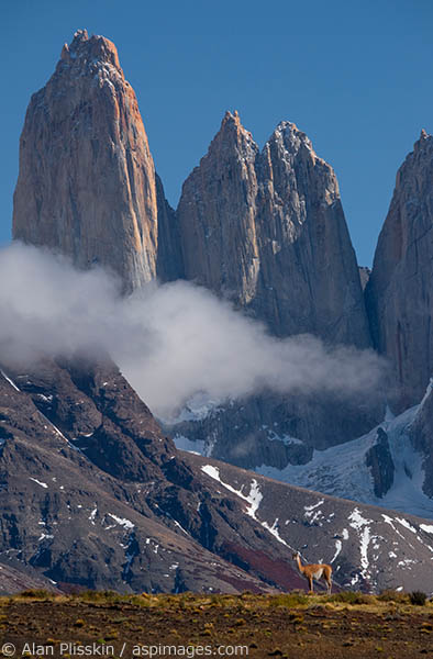 With the towers of Torres del Paine as a backdrop this guanaco stood on the ridge and posed for us for about 15 minutes before he got tired and sat down.  Always on the lookout for pumas they are ever vigilant