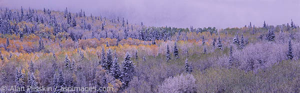 A late Autumn storm left a dusting of snow on the forest in central Utah.