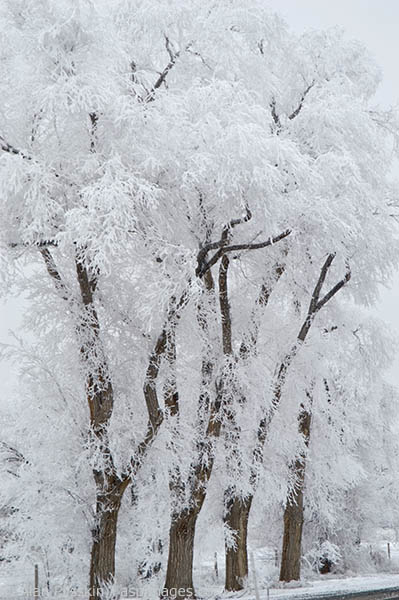 An overnight ice storm coated these trees in northern Utah.