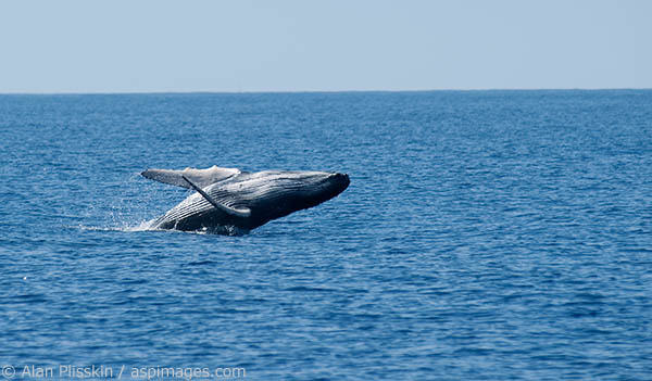 This young humpback whale was practicing it breaching.