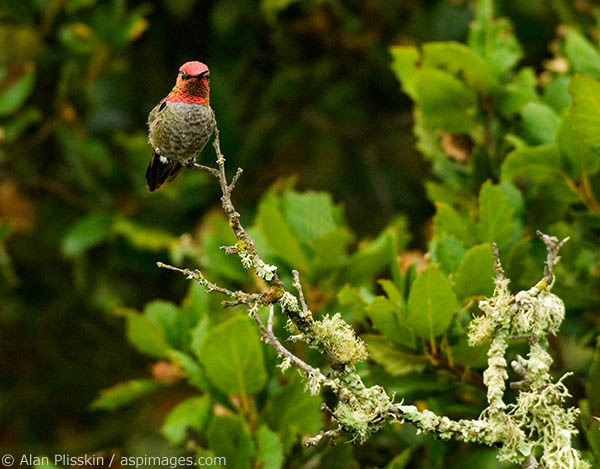 This beautiful hummingbird's head would change from grey to red every time he turned his head.