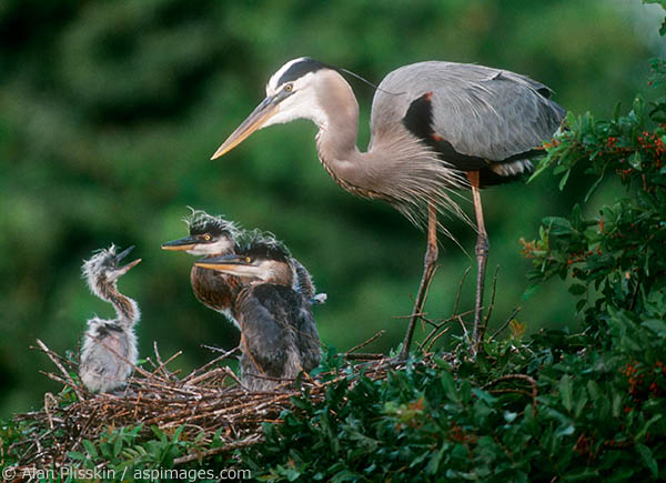 It looks like the runt of the nest is talking back to its siblings and parent.