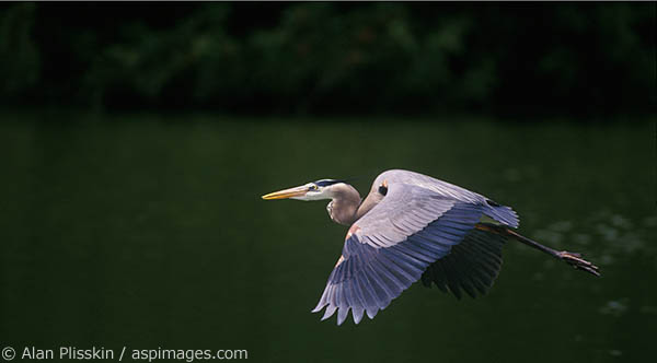 The rookery in Venice, Florida had Blue Herons and Snowy Egrets.
