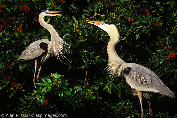 Two Blue Herons were carrying on quite a conversation.