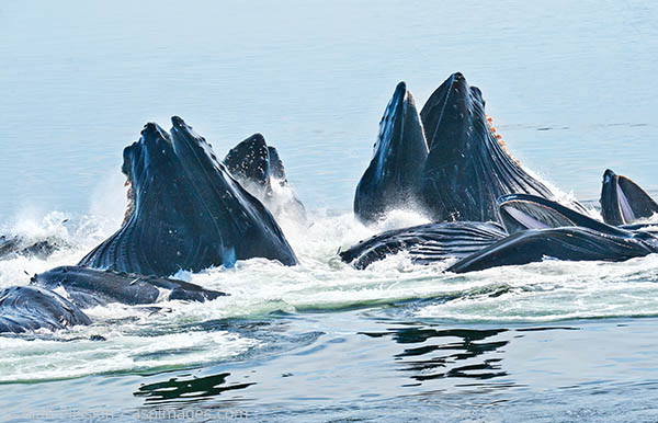 Also called Lunge Feeding, one Humpback whale will dive beneath a school of herring and blow a helix of bubbles which confuses and contains the fish. Multiple whales then come up in the center and feast on the herring in an amazing display of cooperative feeding.