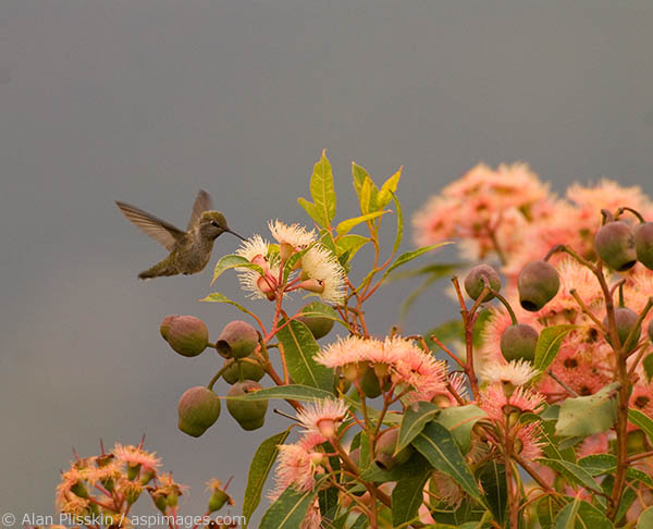 Hummingbird feeding on Eucalyptus tree in Northern California.