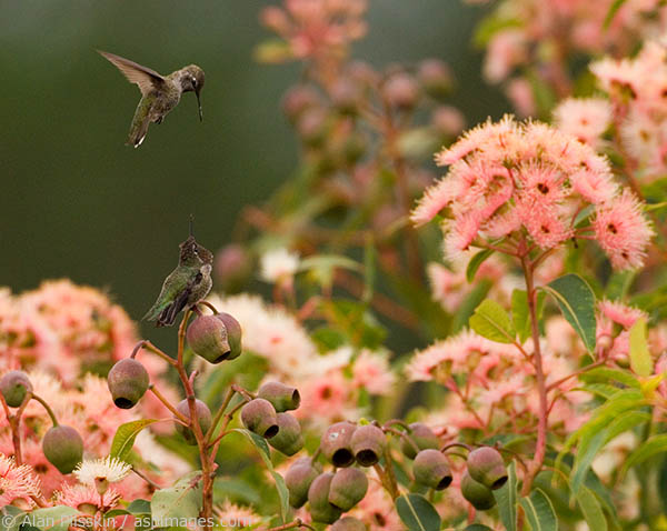 These two hummingbirds were about to have a territorial dispute.