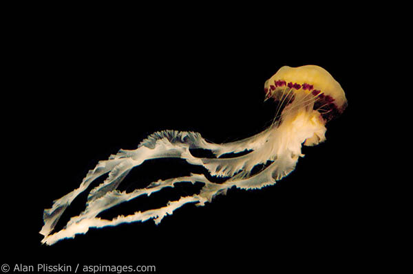 The gracefulness and beauty of this African jellyfish was awe-inspiring as it glided effortlessly through the water.