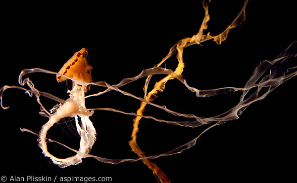 These jellyfish choreographed a beautiful dance.   Their streaming appendages gracefully floated from one beautiful pattern to the next.