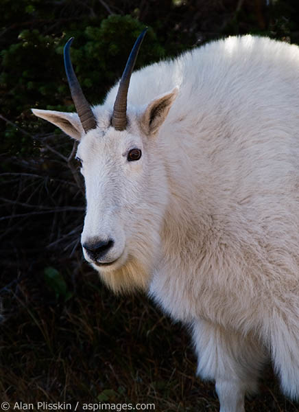 Mountain goats in Glacier National Park have become so accustomed to people that they walk right up to you.