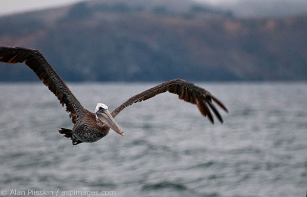 This pelican kept circling our boat, probably looking for food, and kept getting closer and closer.