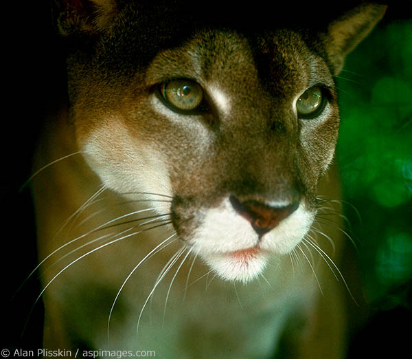 I was not comfortable being as close as I was to this Costa Rican puma.