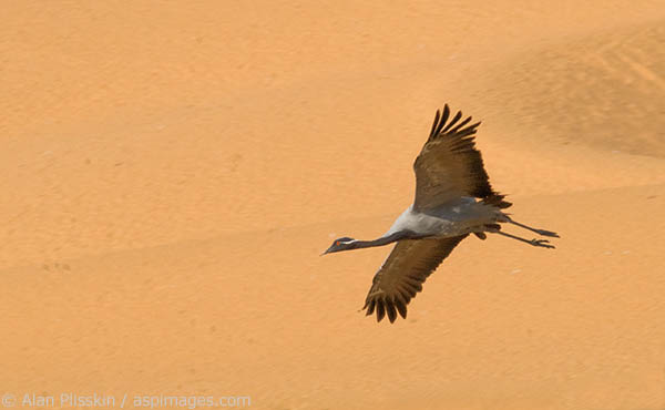 Coming in for a landing in Rajasthan region of India.