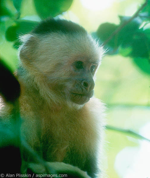 Spider monkey watches from its perch in tree in Costa Rica.
