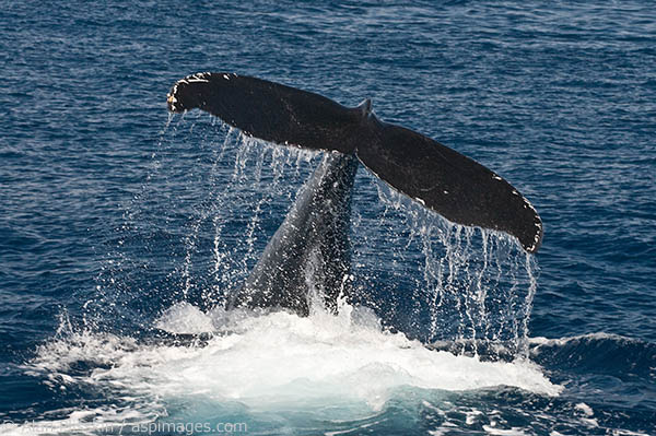 This humpback whale dove only 30 feet from our boat in Maui.