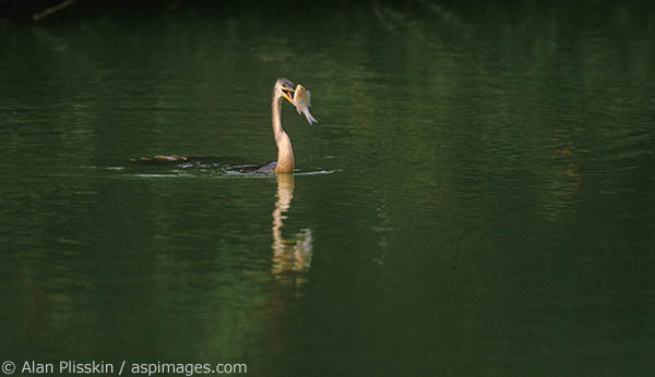 This Blue Heron has quite a catch.